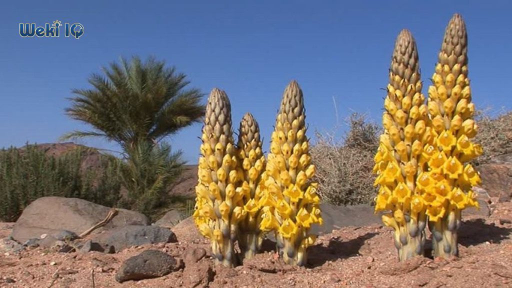 Cistanche Tubulosa